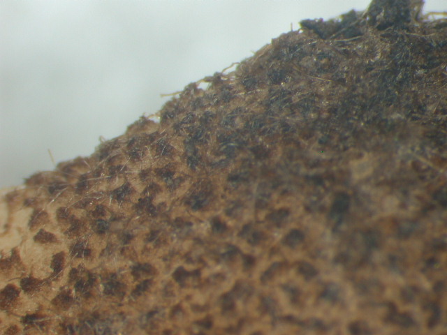Geopora sumneriana ... in MICRO